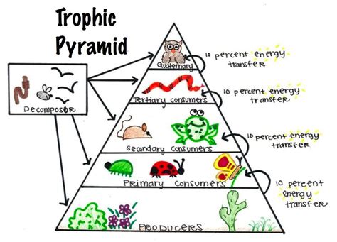 trophic pyramid