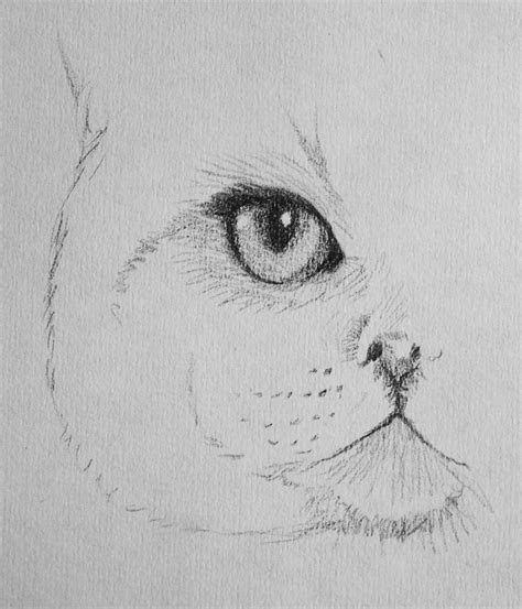 Drawing of one cat eye – Artofit