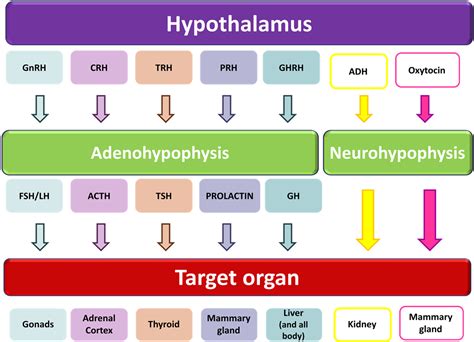 Hormones Made/Controlled by Hypothalamus | Student Doctor Network