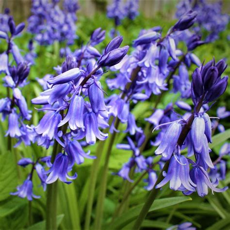 English Bluebells – Pinetree Garden Seeds