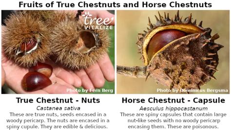 10 Different Types of Chestnut Trees & Identifying Features