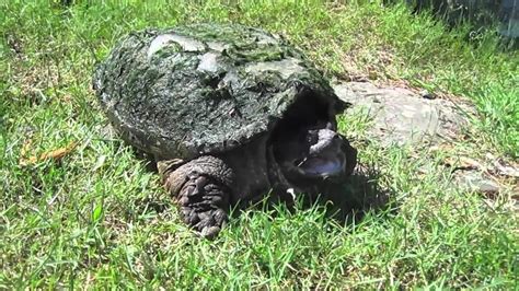 Snapping Turtle Bite Slow Motion Snap - YouTube