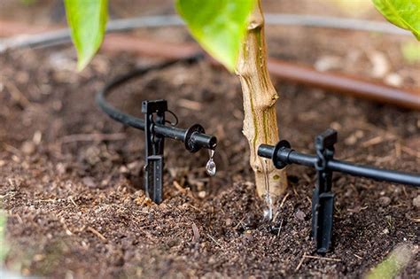 Drip Watering Tips to Keep Your Vegetable Garden Thriving | Rain Bird ...