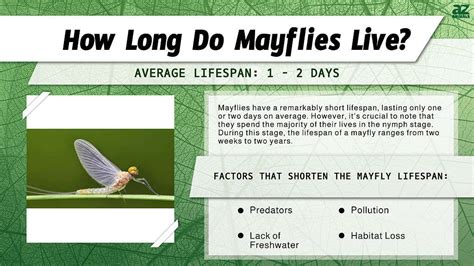 Mayfly Lifespan: How Long Do Mayflies Live? - A-Z Animals