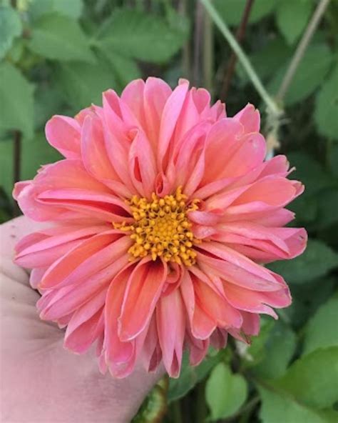 How Many Dahlia Seedlings Per Pot? - Dreaming of Dahlias