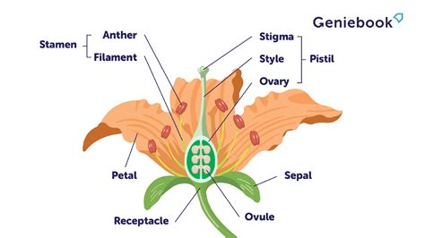 Reproduction in Plants: Structures and Pollination