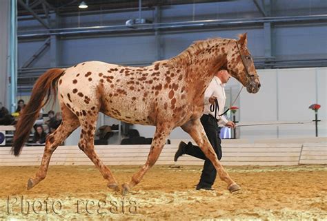 chestnut near leopard - Knabstrupper stallion Moenchshof's Spirit of ...