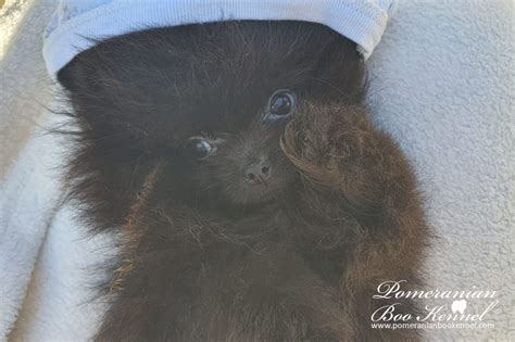 Black Female Pomeranian BooPomeranian puppies for sale | BO Price | Boo ...