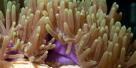 Corals and sea anemones (anthozoa) | Smithsonian's National Zoo