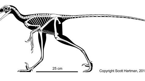 Velociraptor Bones In Ground