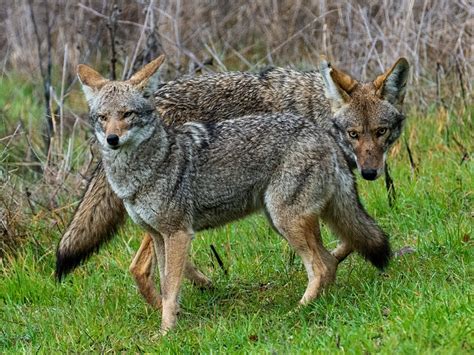 Coyotes Hunting In Packs