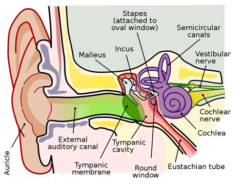 Middle ear - Wikipedia