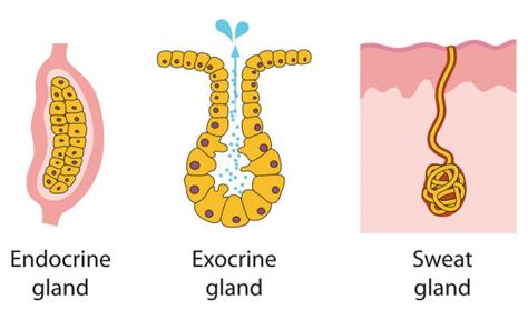 Endocrine Gland Vs Exocrine Gland