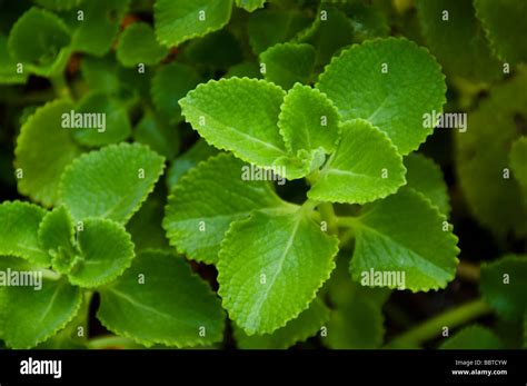 Medicinal plant Indian Country Borage or Coleus amboinicus India ...