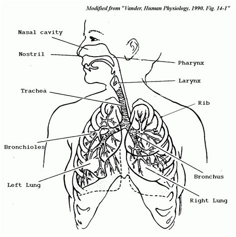 Circulatory System Drawing Easy - Human Anatomy Diagram - Coloring Home