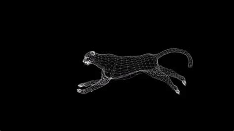 3D wireframe Cheetah running animation | Stock Video | Pond5