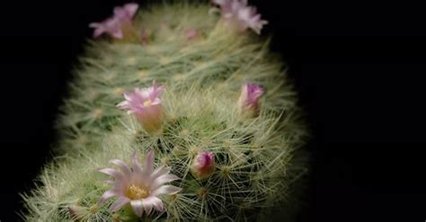 Cactus flower blooming time lapse., Stock Video - Envato Elements