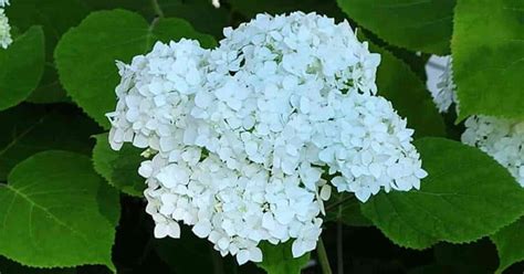 Hydrangea Arborescens: Growing and Care Of Smooth Hydrangeas