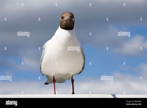 big seagull sitting on white pier on blue sky background Stock Photo ...