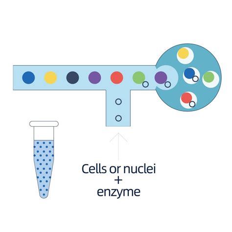 Single- nucleus RNA Sequencing