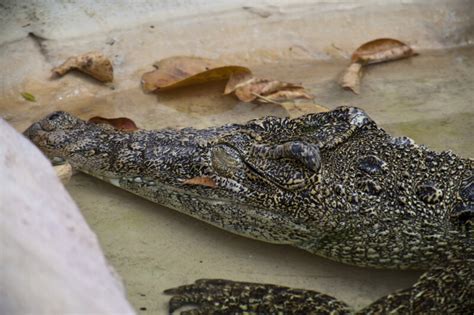 Cuban Crocodile | ClipPix ETC: Educational Photos for Students and Teachers