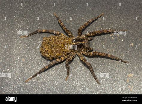 Wolf Spider in Virginia Stock Photo - Alamy