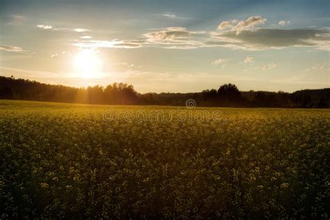 Sunset on the canola field stock image. Image of canola - 5940091