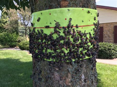 How to Treat for the Spotted Lanternfly - Green Giant Home & Commercial