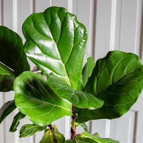 Fiddle Leaf Fig Tree - Growing this Stunning Houseplant | Hearth and Vine