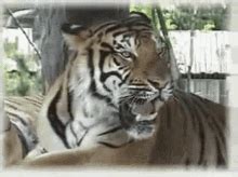 Tiger Roar GIFs | Tenor