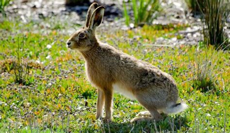 European hare - Alchetron, The Free Social Encyclopedia