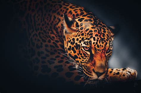 Animal Wallpaper Hd 1080p Free Download - Anime Wallpaper HD