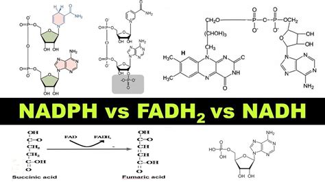 NADH vs FADH2 vs NADPH | Structure & functions of Coenzymes | Dr ...