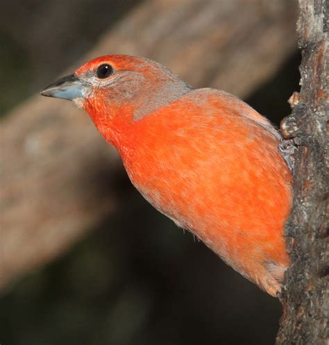 Hepatic Tanager Free Stock Photo - Public Domain Pictures