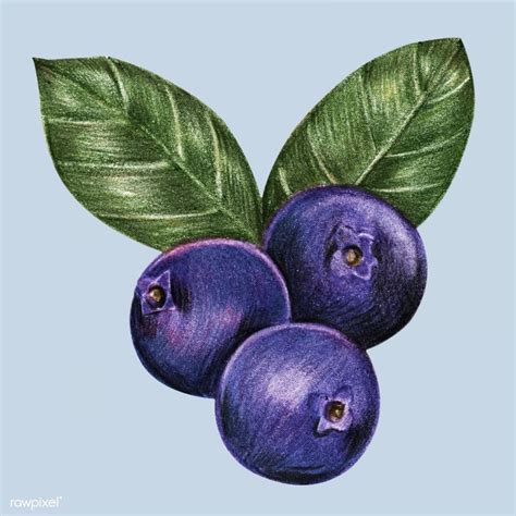 Illustration of isolated blueberries watercolor style | premium image ...