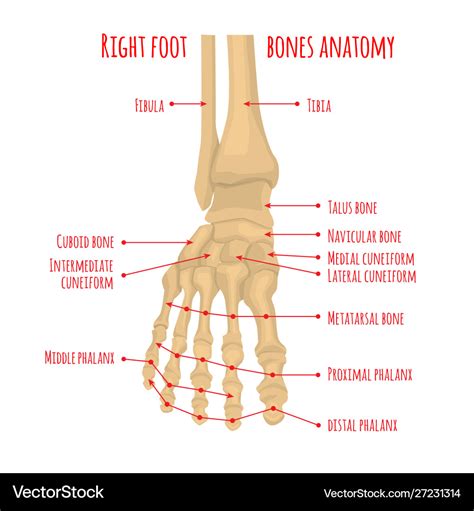 Right Foot Bones