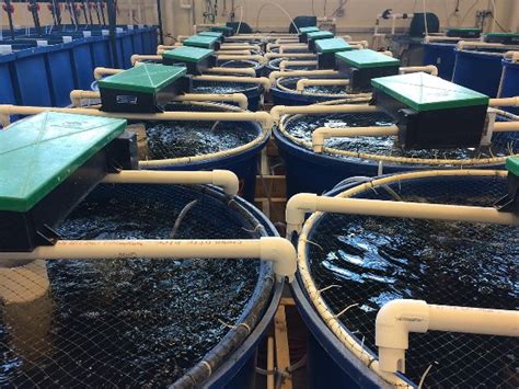 RAS Fish Farming Equipment, Cost, Training, Courses | Agri Farming