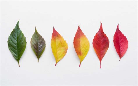 Why do leaves change color? Fall foliage, explained - City of Spokane ...