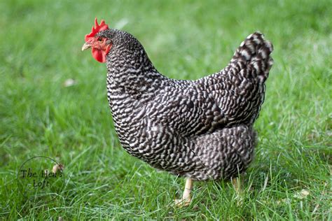 6 Best Egg Laying Chicken Breeds (For Beginners) - The Hen's Loft