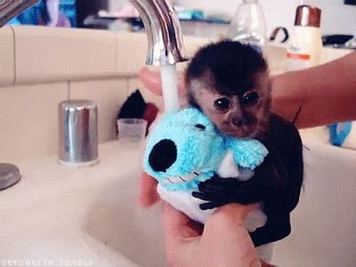 Baby-Monkey GIFs - Find & Share on GIPHY