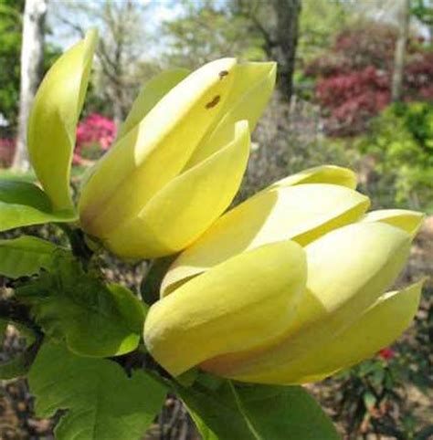 Yellow Bird (Magnolia ‘Yellow Bird’ | Whitman Farms