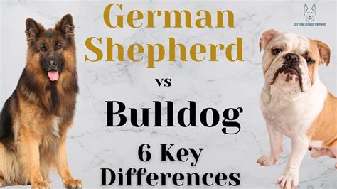 German Shepherd vs Bulldog: Who Wins? - YouTube