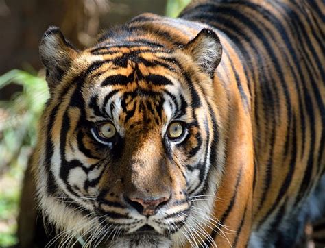 Amazing Facts About The National Animal Of India: Bengal Tiger | by ...