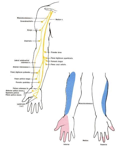 Diagram of the muscular and cutaneous branches of the musculocutaneous ...