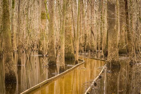 Knee-Deep in Nature: Congaree National Park | HuffPost