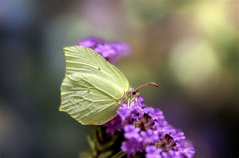 Common Brimstone Butterfly Insect - Free photo on Pixabay - Pixabay