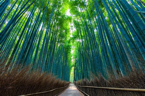 Discover Kyoto’s Arashiyama Bamboo Forest - JAPAN AIRLINES (JAL)