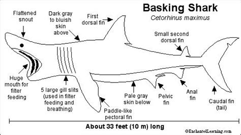 Basking Shark | Basking shark, Shark, Ocean habitat