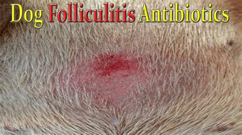 How to Treat Folliculitis in Dogs With Antibiotics?