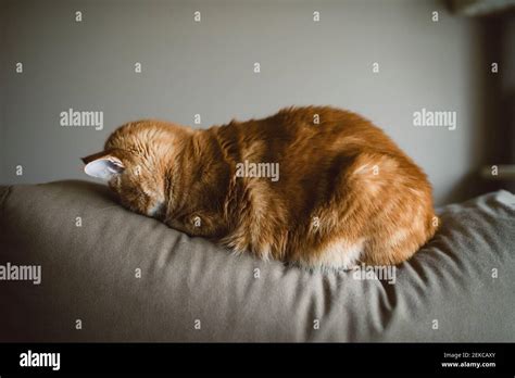 Ginger cat sleeping with face on couch at home Stock Photo - Alamy